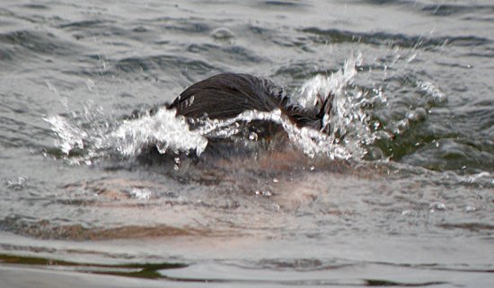 Lotta diving